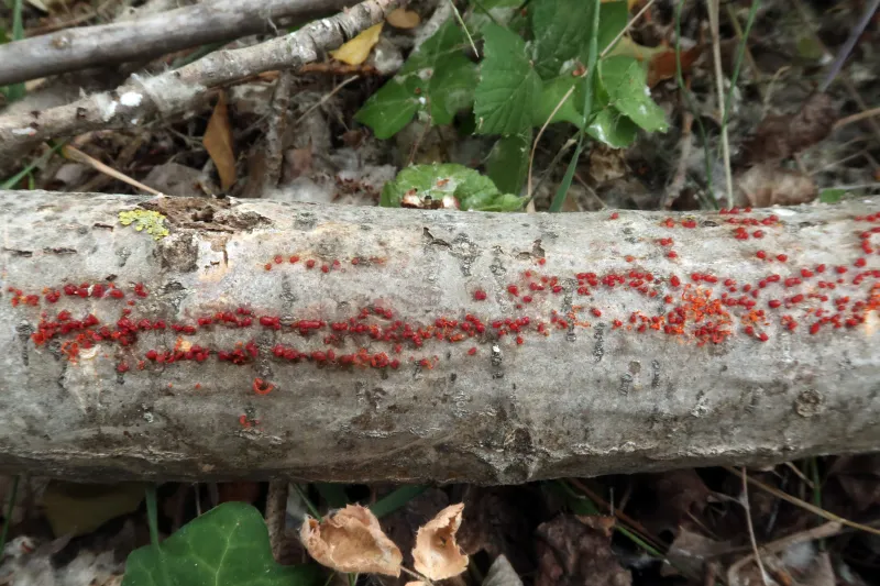 Cytospora chrysosperma 1 - Sustrato